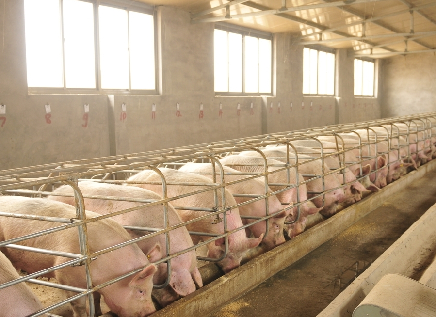 Paraná liderou importação de suínos de alta genética em 2023