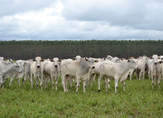 Indicador do Boi DATAGRO: valor médio da arroba do boi gordo fecha esta segunda-feira (25) em R$ 232,72