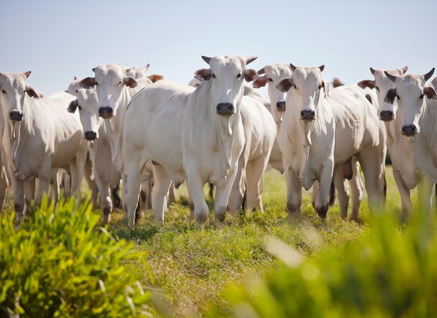 Indicador do Boi DATAGRO: valor médio da arroba do boi gordo fecha esta quarta-feira (10) em R$ 232,85