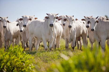 Indicador do Boi DATAGRO: valor médio da arroba do boi gordo fecha esta quarta-feira (29) em R$ 219,20