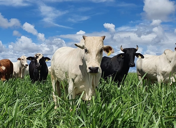 Indicador do Boi DATAGRO: valor médio da arroba do boi gordo fecha esta sexta-feira (03) em R$ 234,05