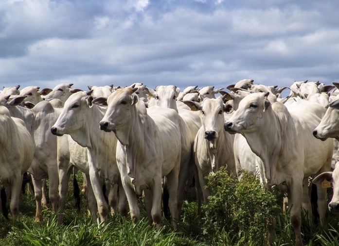 Indicador do Boi DATAGRO: valor médio da arroba do boi gordo fecha esta quarta-feira (5) em R$ 218,48