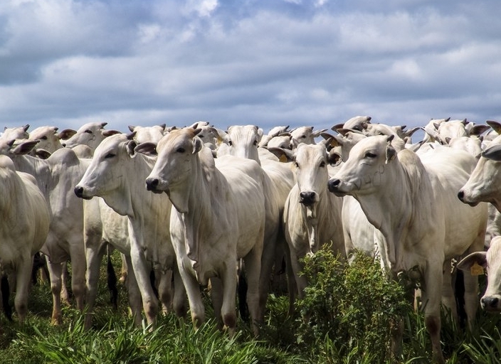 Indicador do Boi DATAGRO: valor médio da arroba do boi gordo fecha esta terça-feira (18) em R$ 220,95