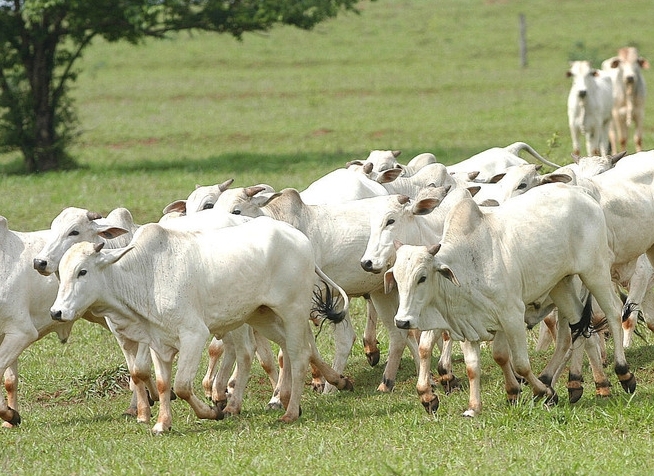 Indicador do Boi DATAGRO: valor médio da arroba do boi gordo fecha esta quinta-feira (20) em R$ 220,30