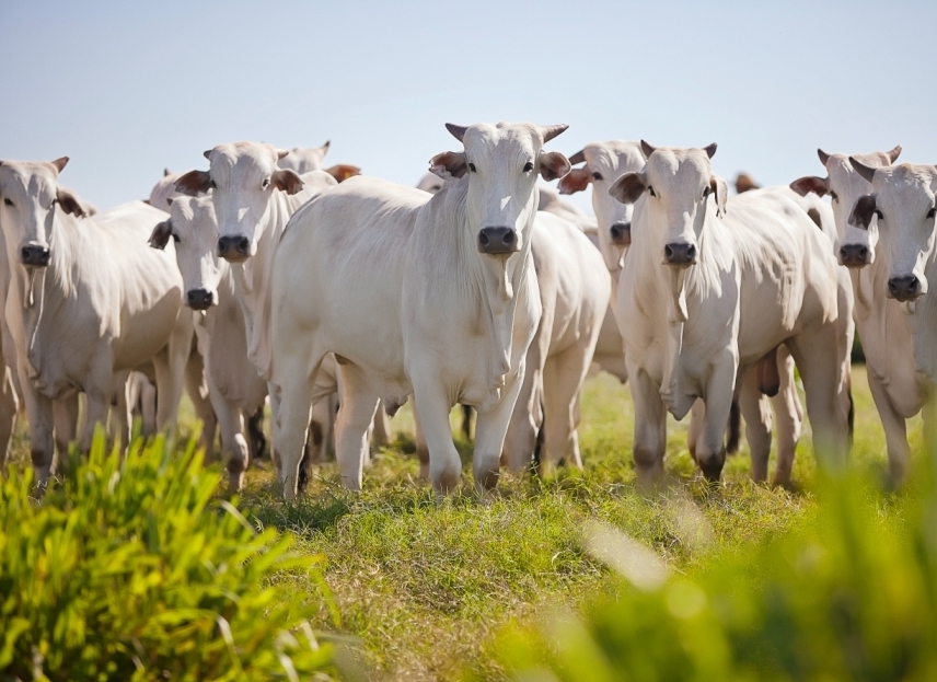 Indicador do Boi DATAGRO: valor médio da arroba do boi gordo fecha esta quinta-feira (4) em R$ 224,89