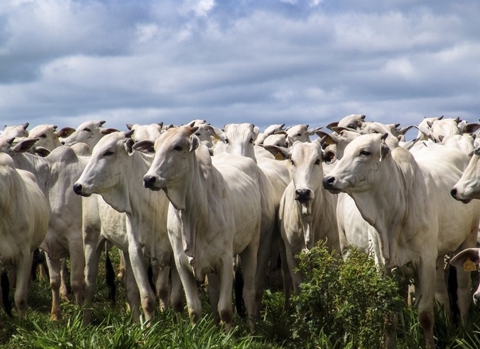 Indicador do Boi DATAGRO: valor médio da arroba do boi gordo fecha esta segunda-feira (8) em R$ 225,91