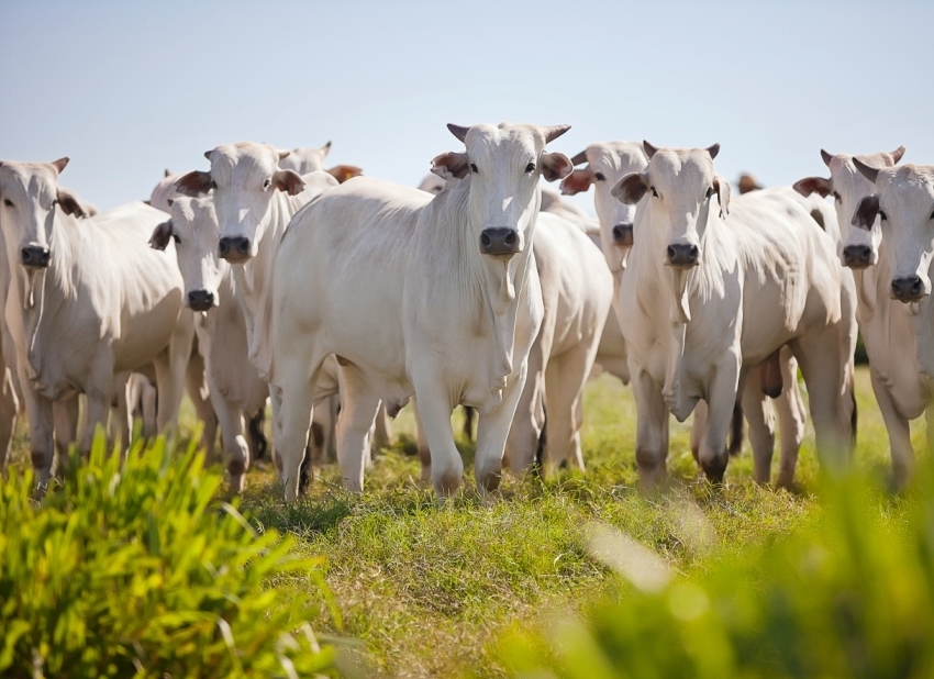 Indicador do Boi DATAGRO: valor médio da arroba do boi gordo fecha esta terça-feira (9) em R$ 225,83