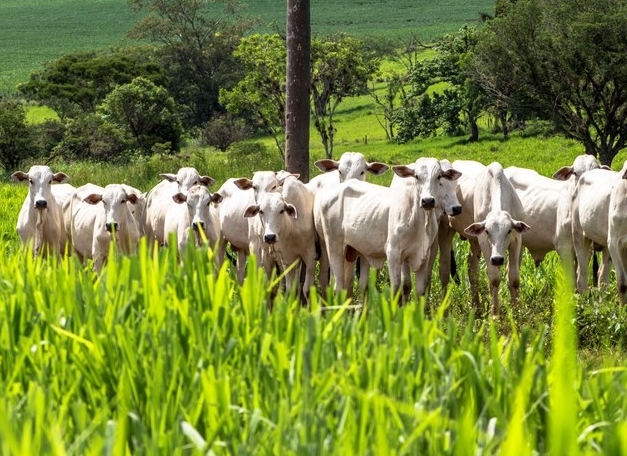 Indicador do Boi DATAGRO: valor médio da arroba do boi gordo fecha esta terça-feira (23) em R$ 227,32