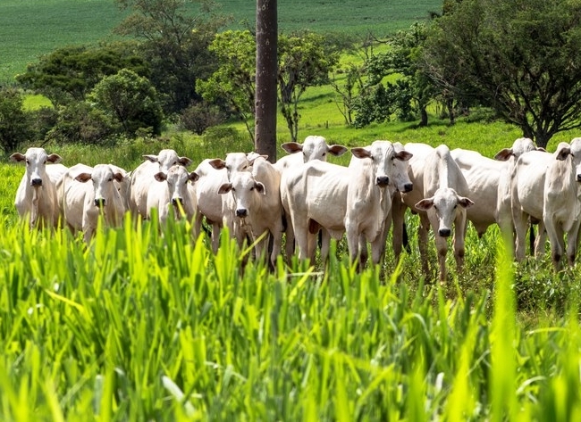 Indicador do Boi DATAGRO: valor médio da arroba do boi gordo fecha esta quarta-feira (24) em R$ 228,47