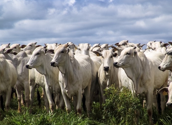 Indicador do Boi DATAGRO: valor médio da arroba do boi gordo fecha esta terça-feira (30) em R$ 231,08