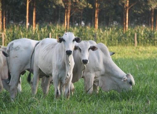 Indicador do Boi DATAGRO: valor médio da arroba do boi gordo fecha esta quarta-feira (7) em R$ 230,97