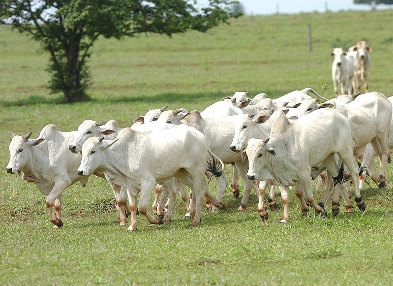 Indicador do Boi DATAGRO: valor médio da arroba do boi gordo fecha esta terça-feira (20) em R$ 237,63