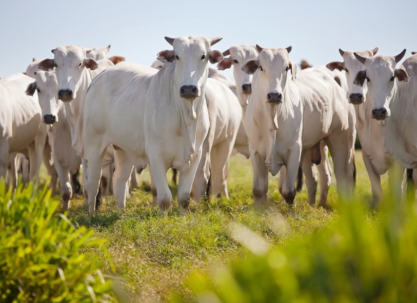 Indicador do Boi DATAGRO: valor médio da arroba do boi gordo fecha esta quarta-feira (21) em R$ 238,43