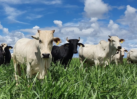 Indicador do Boi DATAGRO: valor médio da arroba do boi gordo fecha esta quinta-feira (22) em R$ 238,36