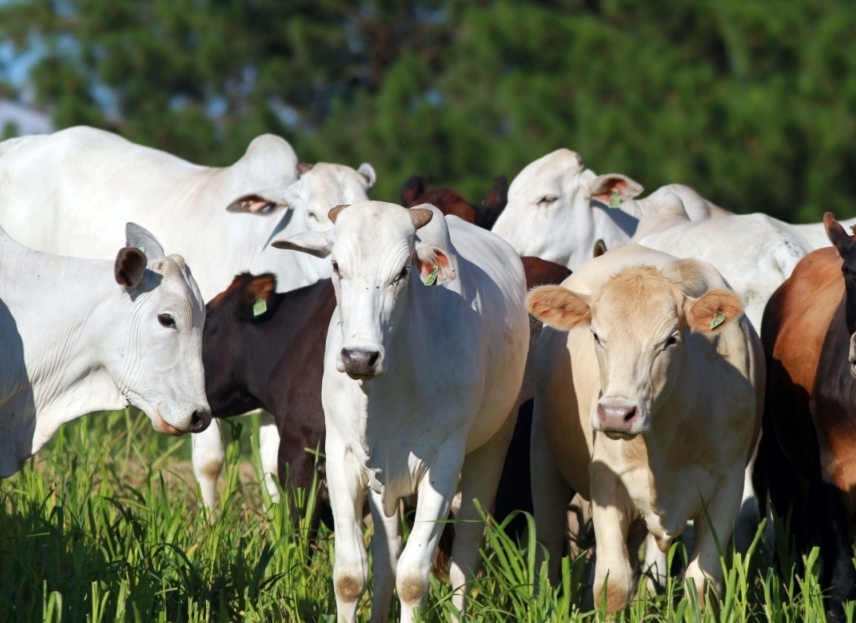 Indicador do Boi DATAGRO: valor médio da arroba do boi gordo fecha esta sexta-feira (23) em R$ 238,44