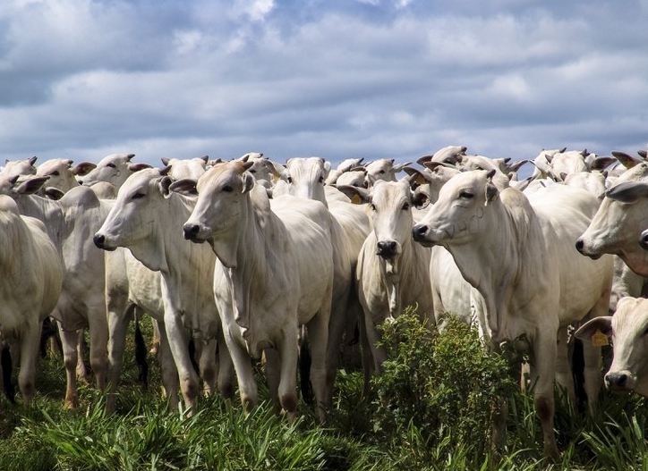 Indicador do Boi DATAGRO: valor médio da arroba do boi gordo fecha esta segunda-feira (2) em R$ 239,56