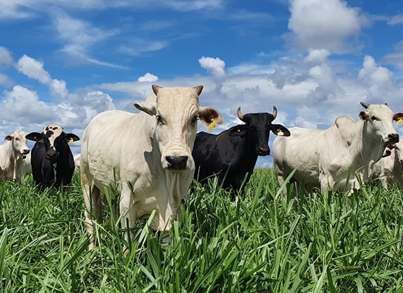 Indicador do Boi DATAGRO: valor médio da arroba do boi gordo fecha esta quarta-feira (4) em R$ 247,16