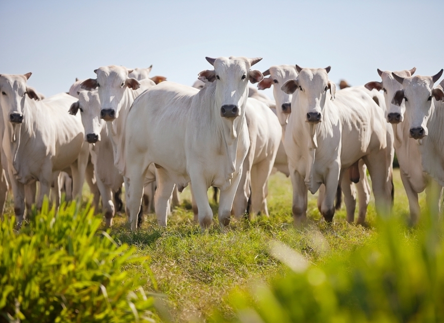 Indicador do Boi DATAGRO: valor médio da arroba do boi gordo fecha esta sexta-feira (6) em R$ 247,31