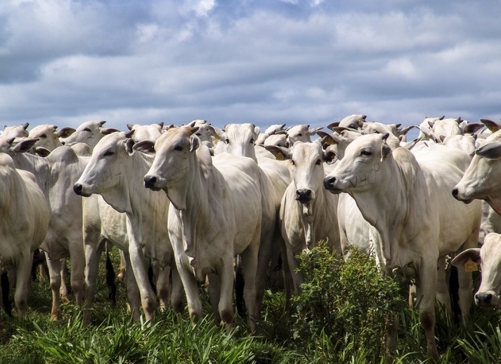 Indicador do Boi DATAGRO: valor médio da arroba do boi gordo fecha esta quinta-feira (12) em R$ 252,21