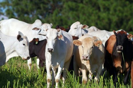 Indicador do Boi DATAGRO: valor médio da arroba do boi gordo fecha esta segunda-feira (25) em R$ 346,48