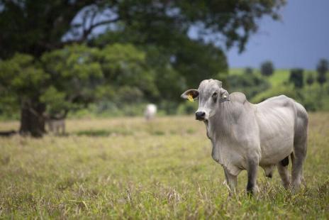 Indicador do Boi DATAGRO: valor médio da arroba do boi gordo fecha esta quarta-feira (27) em R$ 351,62