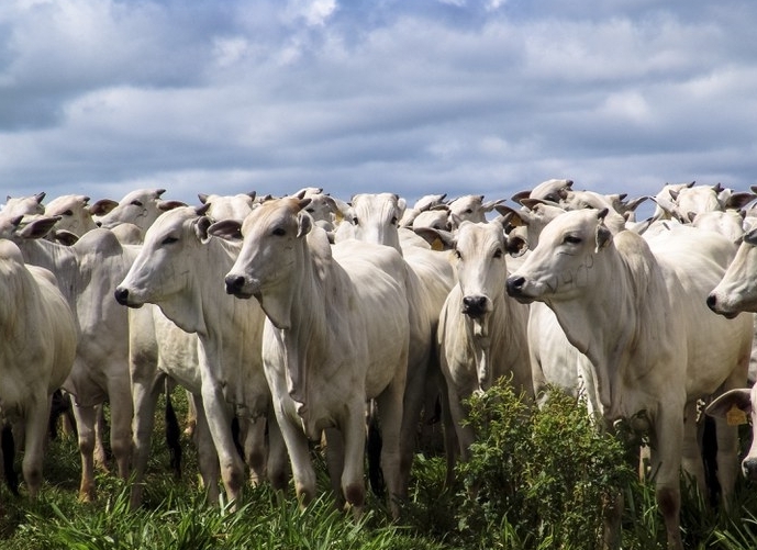 Indicador do Boi DATAGRO: valor médio da arroba do boi gordo fecha esta sexta-feira (29) em R$ 350,39