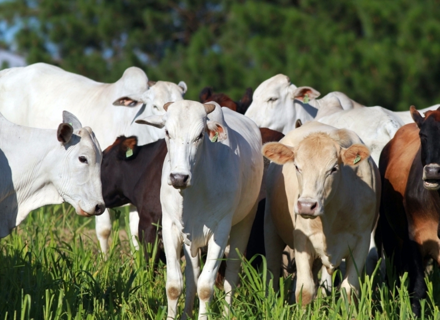 Indicador do Boi DATAGRO: valor médio da arroba do boi gordo fecha esta terça-feira (3) em R$ 333,59