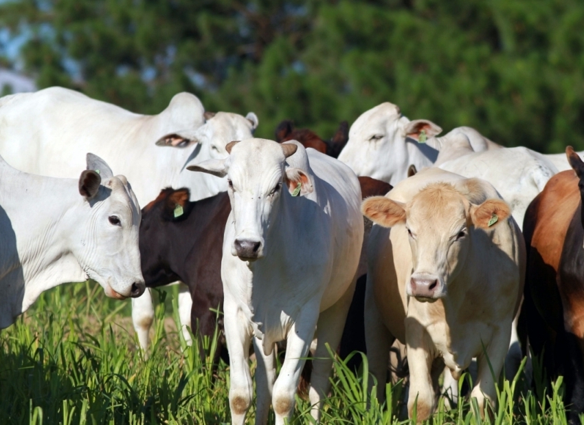 Indicador do Boi DATAGRO: valor médio da arroba do boi gordo fecha esta quarta-feira (11) em R$ 318,67