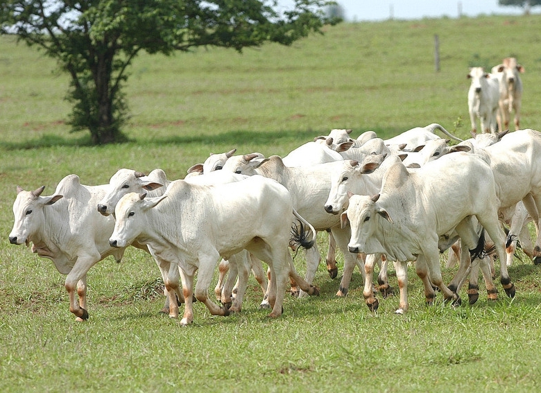 Indicador do Boi DATAGRO: valor médio da arroba do boi gordo fecha esta sexta-feira (27) em R$ 315,76