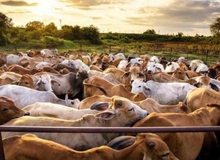 Indicador do Boi DATAGRO: valor médio da arroba do boi gordo fecha esta quinta-feira (16) em R$ 329,24