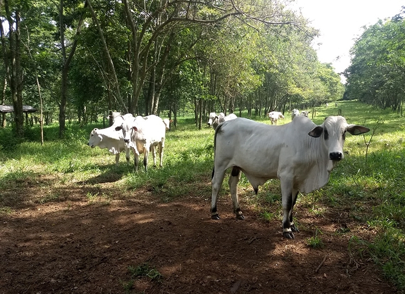 Indicador do Boi DATAGRO: valor médio da arroba do boi gordo fecha esta quarta-feira (5) em R$ 328,29