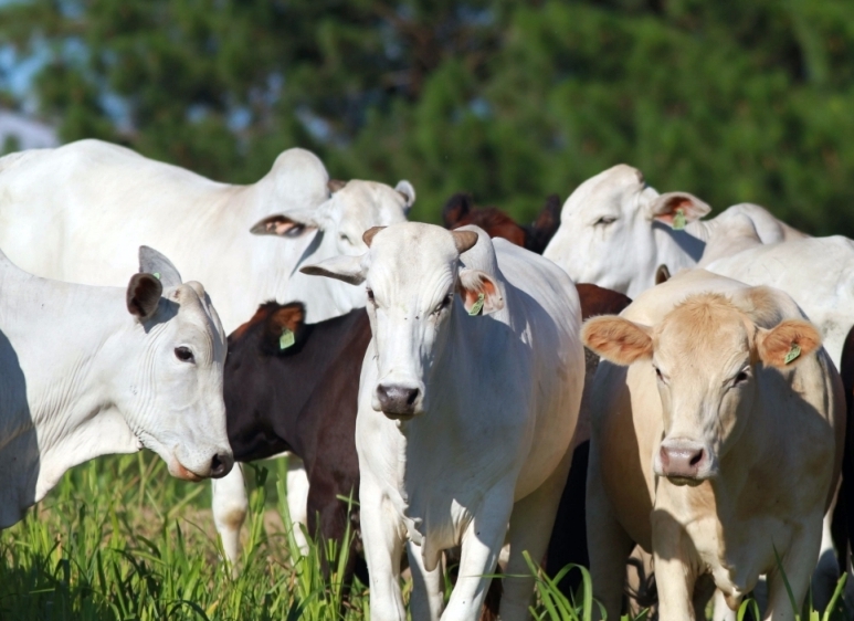 Indicador do Boi DATAGRO: valor médio da arroba do boi gordo fecha a terça-feira (21) em R$ 310,72