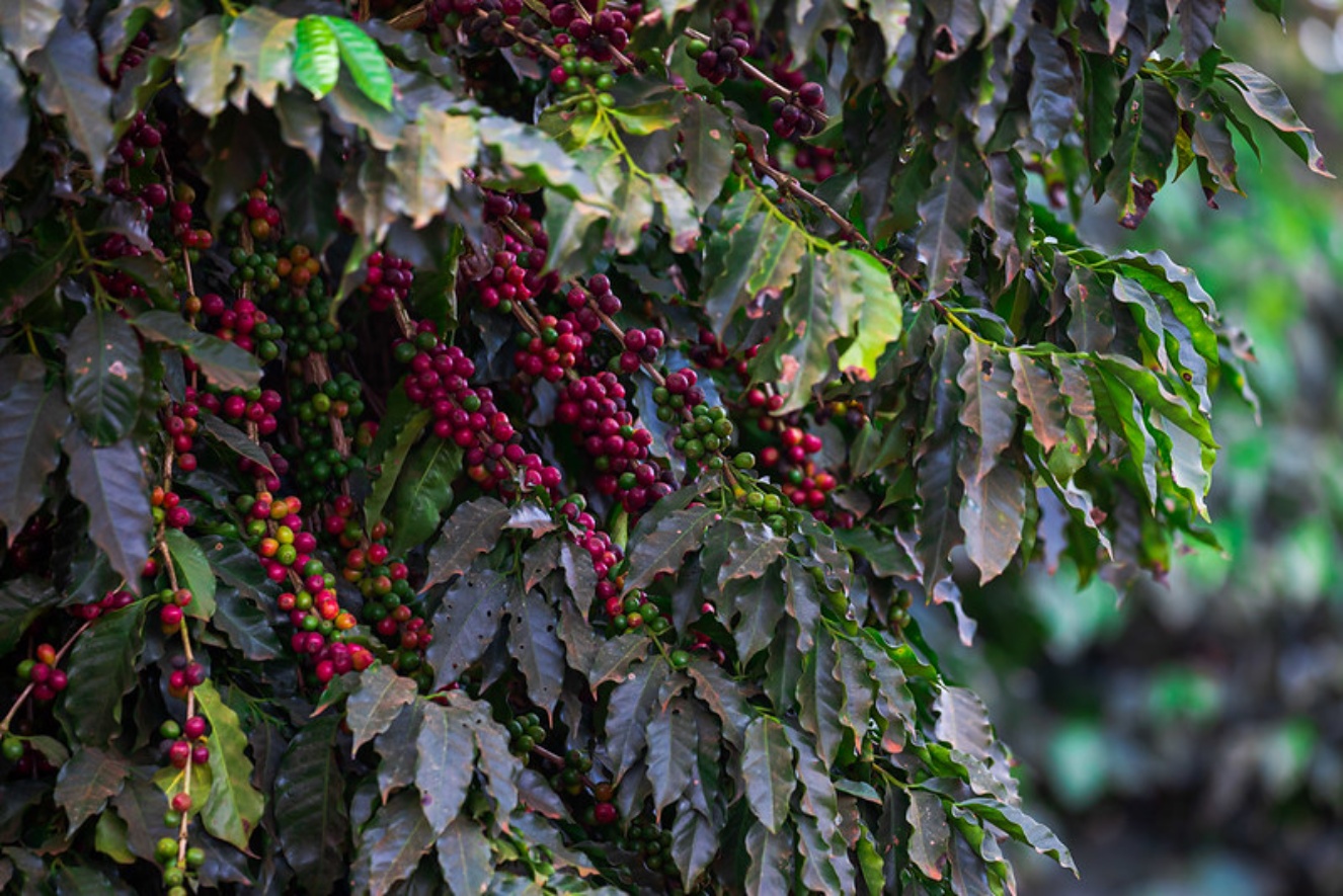 Cooperados da Expocacer já colheram quase 15% da área cultivada de café