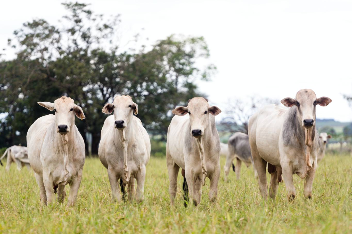 Indicador do Boi DATAGRO: valor médio da arroba do boi gordo fechou a quinta-feira (18) em R$ 346,78