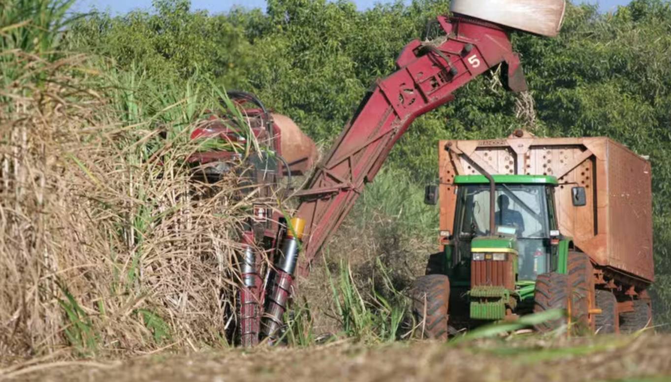 Região de São José do Rio Preto lidera valor da produção da agropecuária paulista em 2025