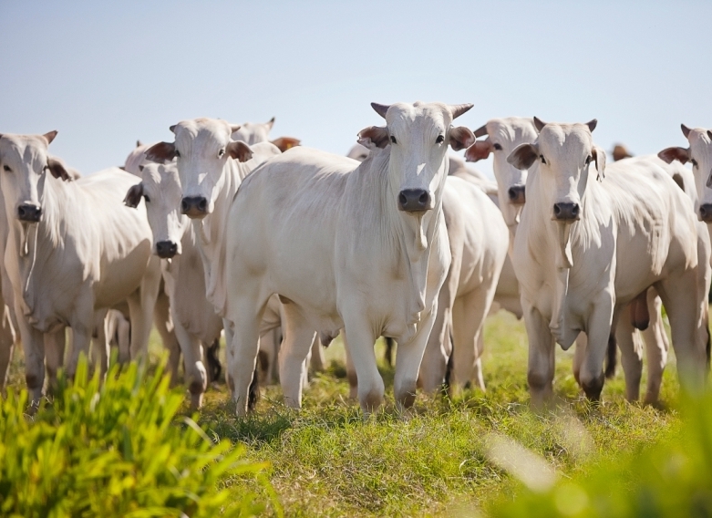 USDA prevê desaceleração no abate de gado no 2º semestre nos Estados Unidos