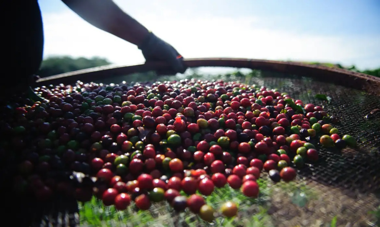 Coopercitrus e Yara avaliam parceria para descarbonizar cadeias de café e cacau