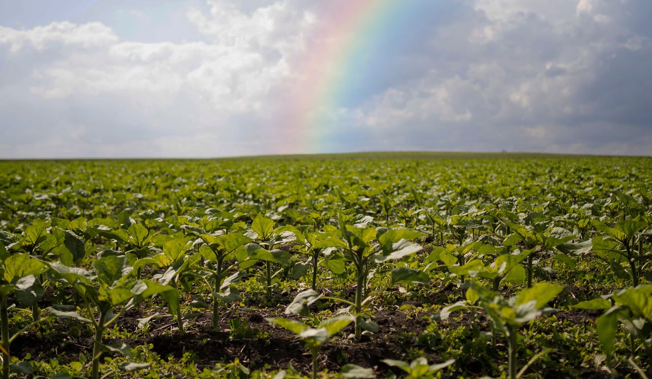 Embrapa lança projeto para antecipar e monitorar riscos climáticos na agricultura