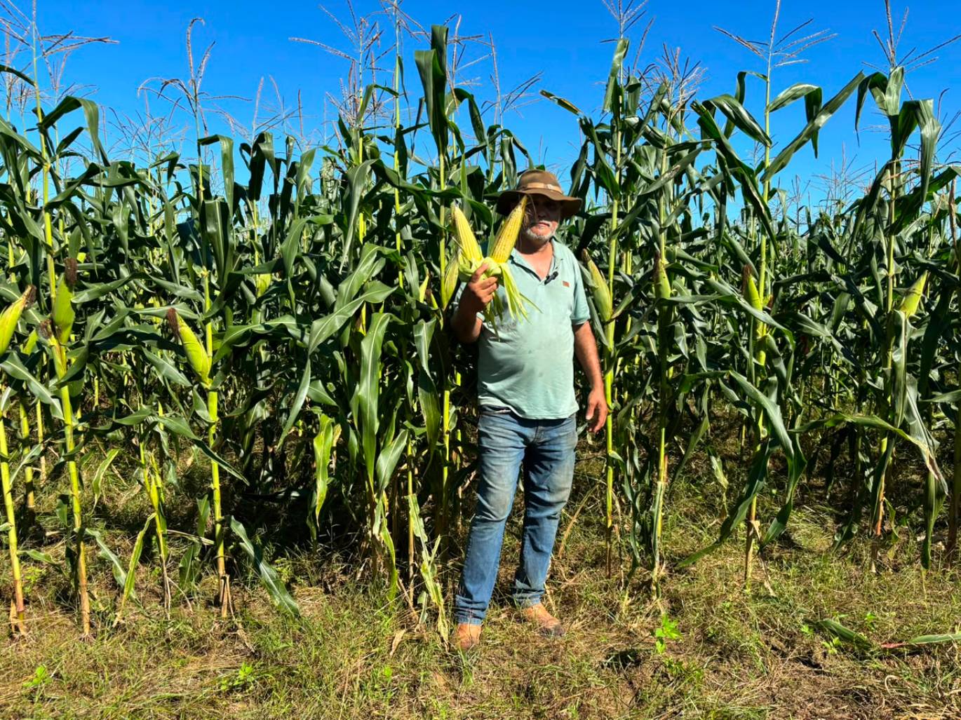 Expansão do cultivo do milho dá novo impulso à agricultura familiar do norte fluminense